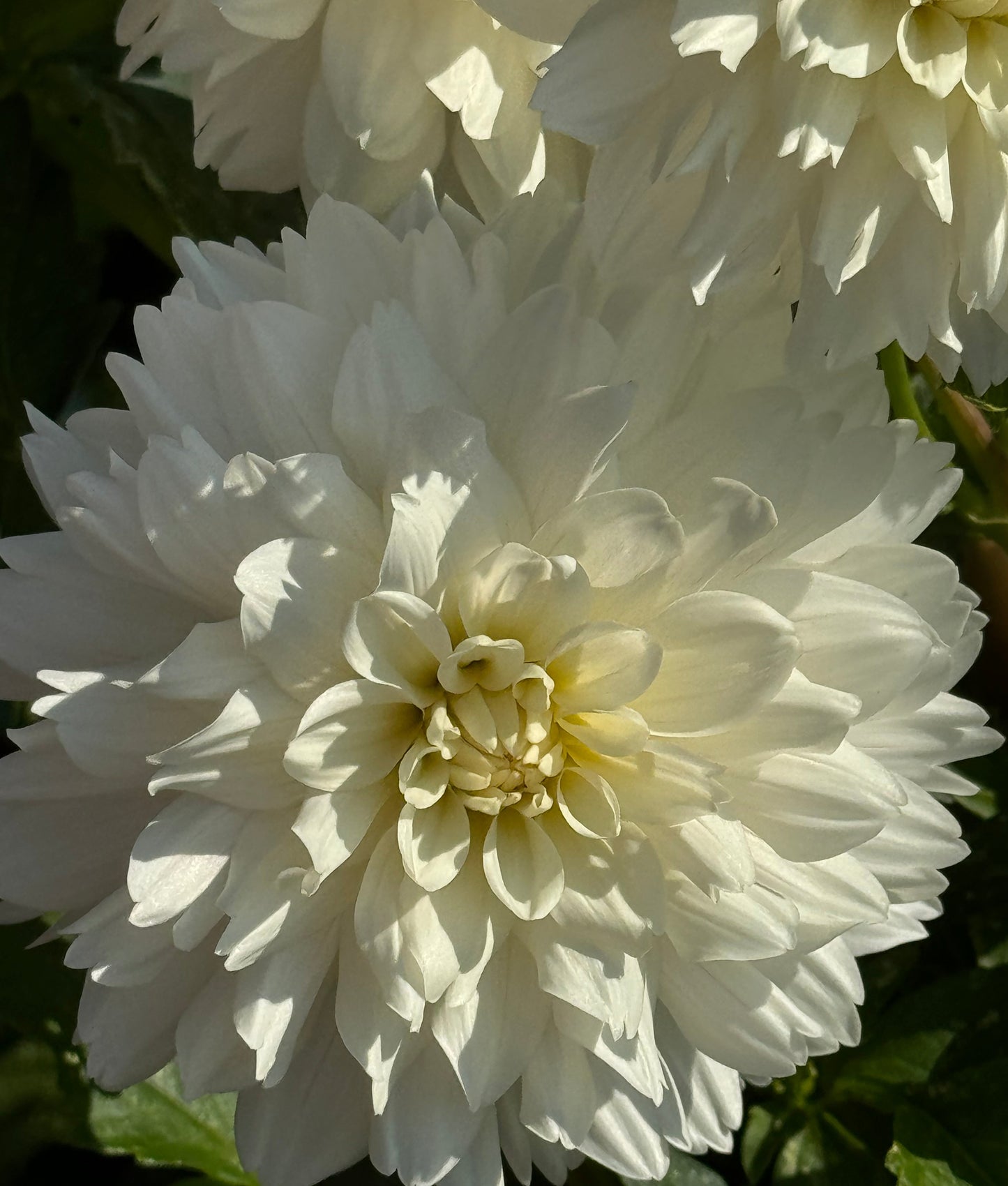 Evangelina’s Lace Dahlia