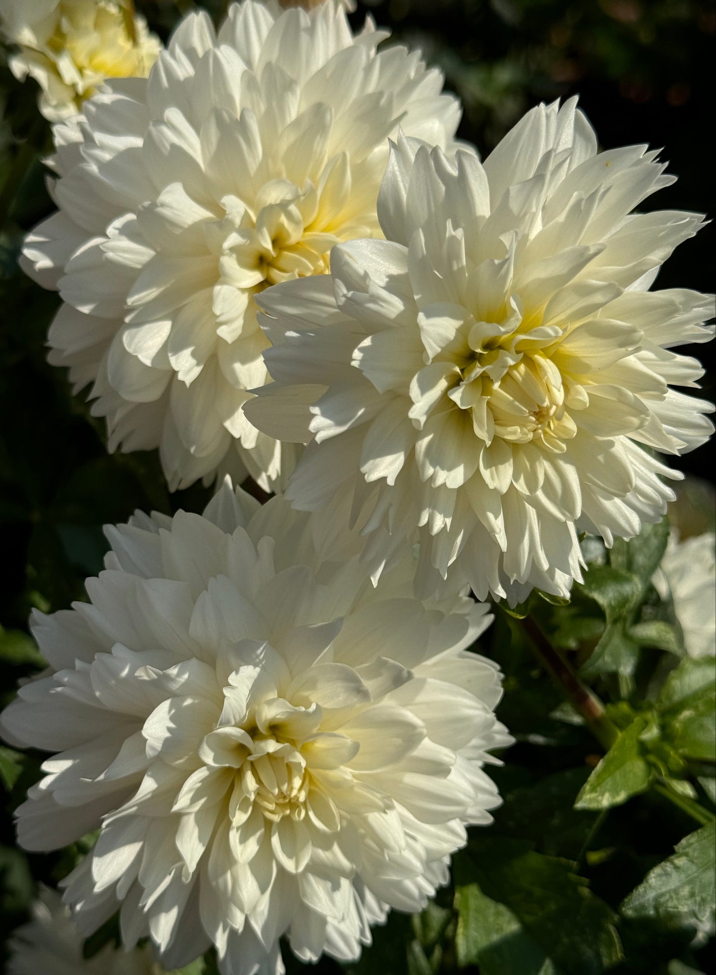 Evangelina’s Lace Dahlia