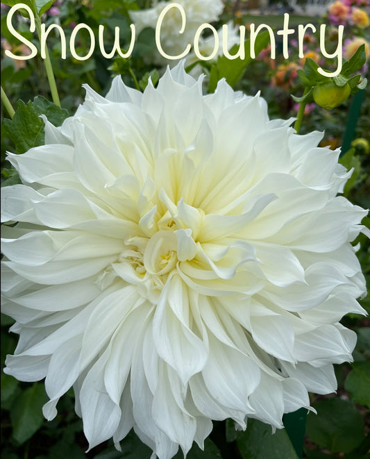 Snow Country Dahlia