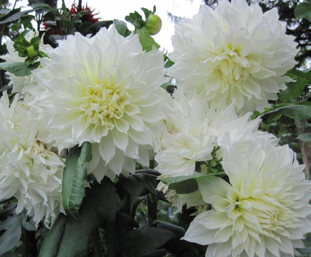 Snow Country Dahlia