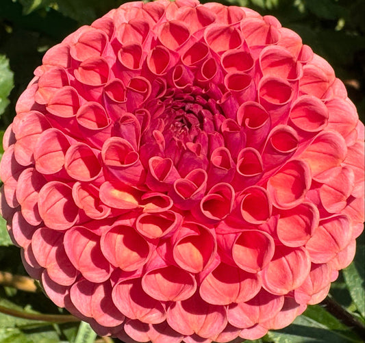 Ferncliff Rusty Dahlia