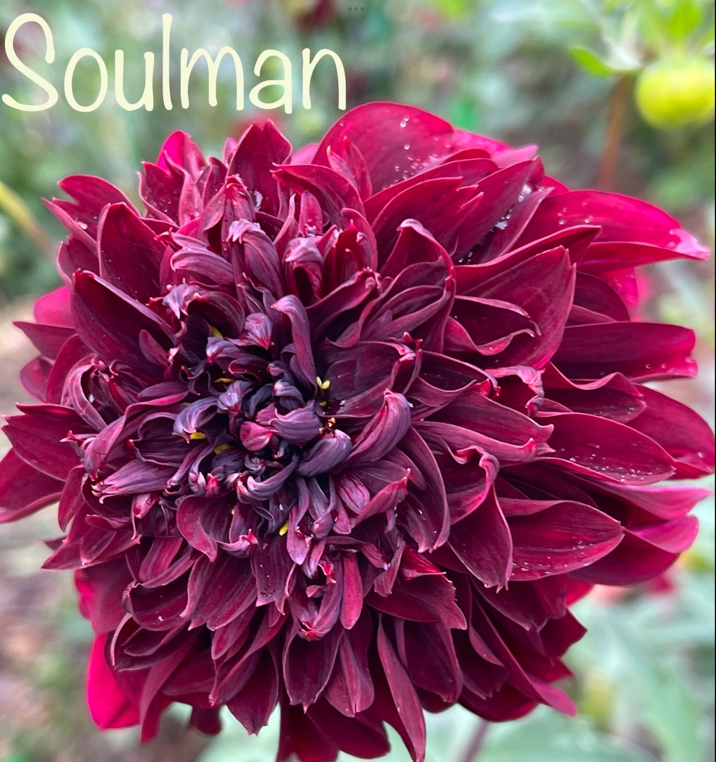 Soulman Dahlia