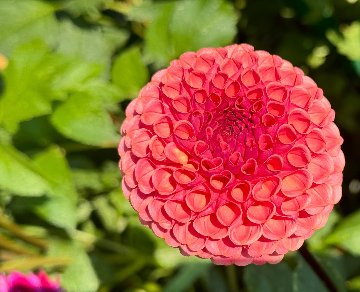 Ferncliff Rusty Dahlia