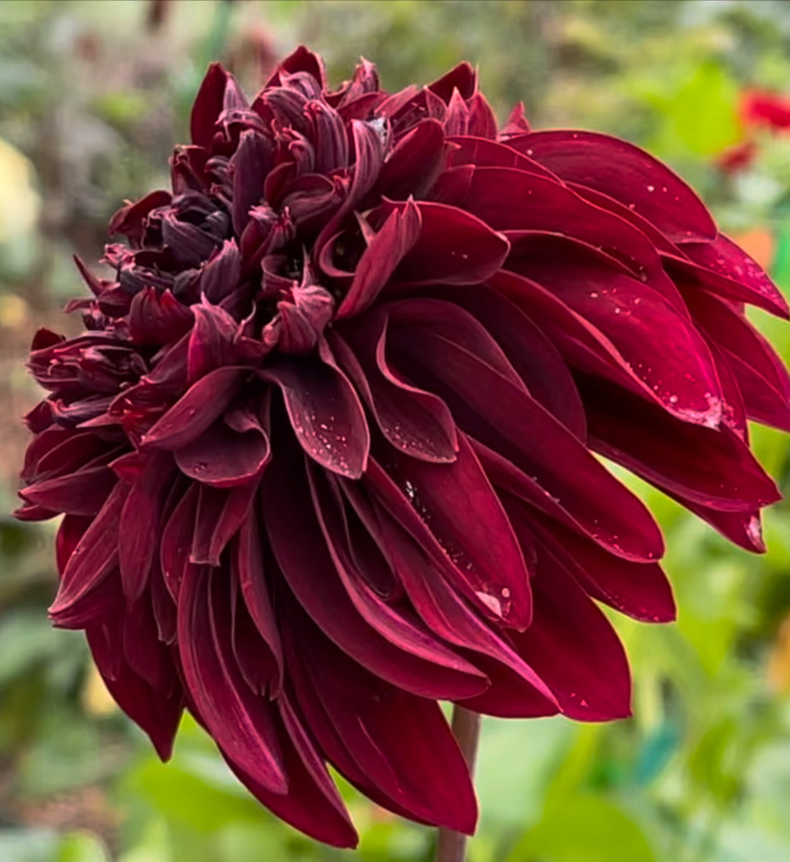 Soulman Dahlia