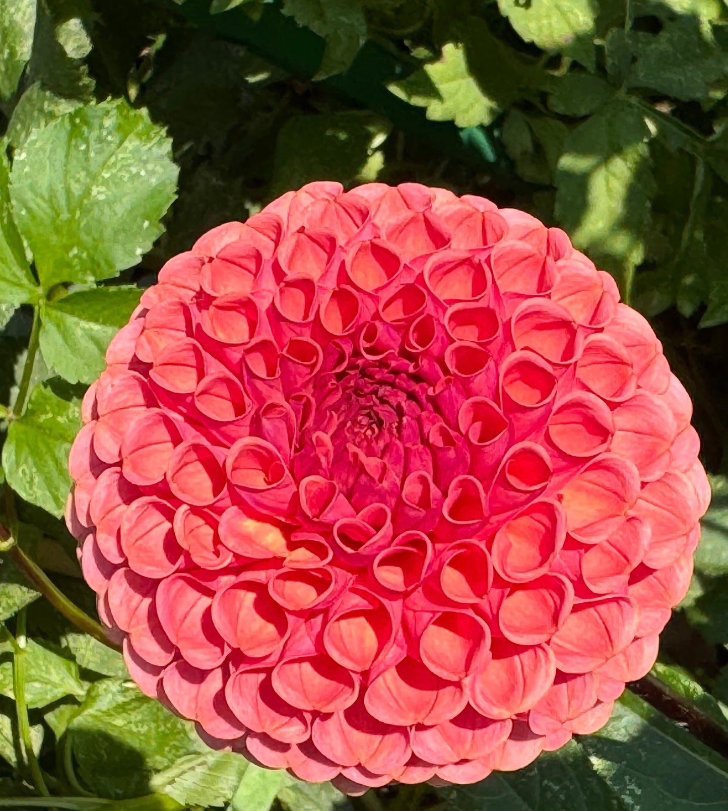 Ferncliff Rusty Dahlia