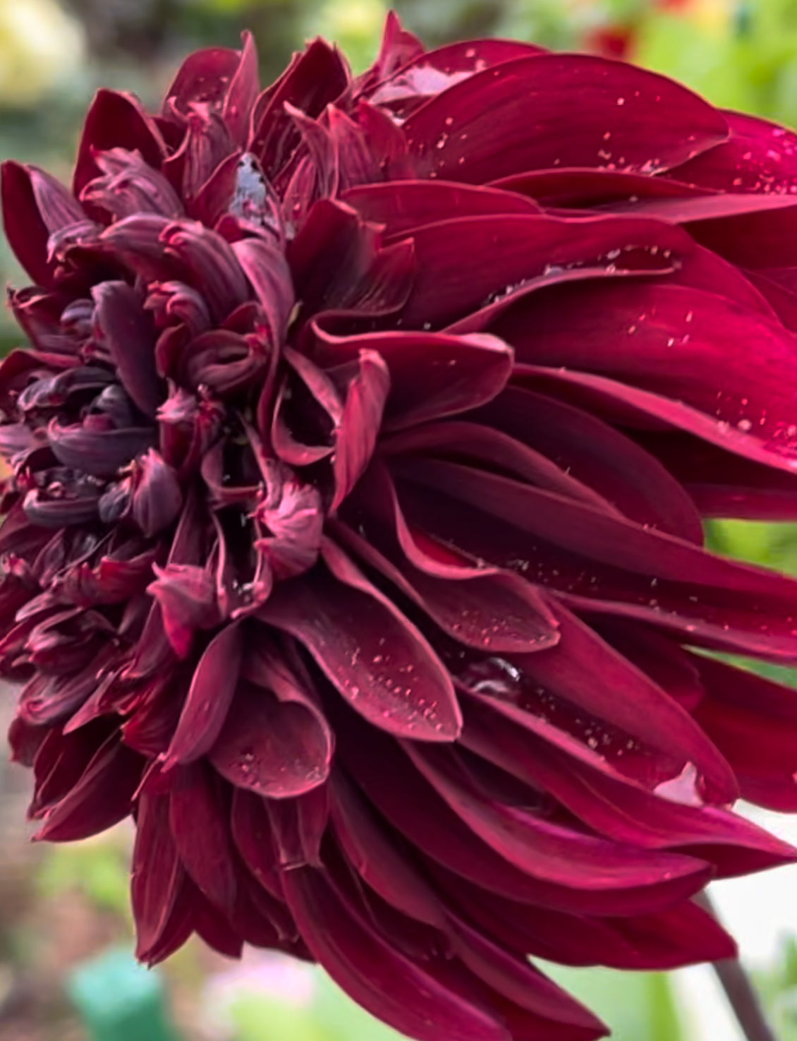 Soulman Dahlia