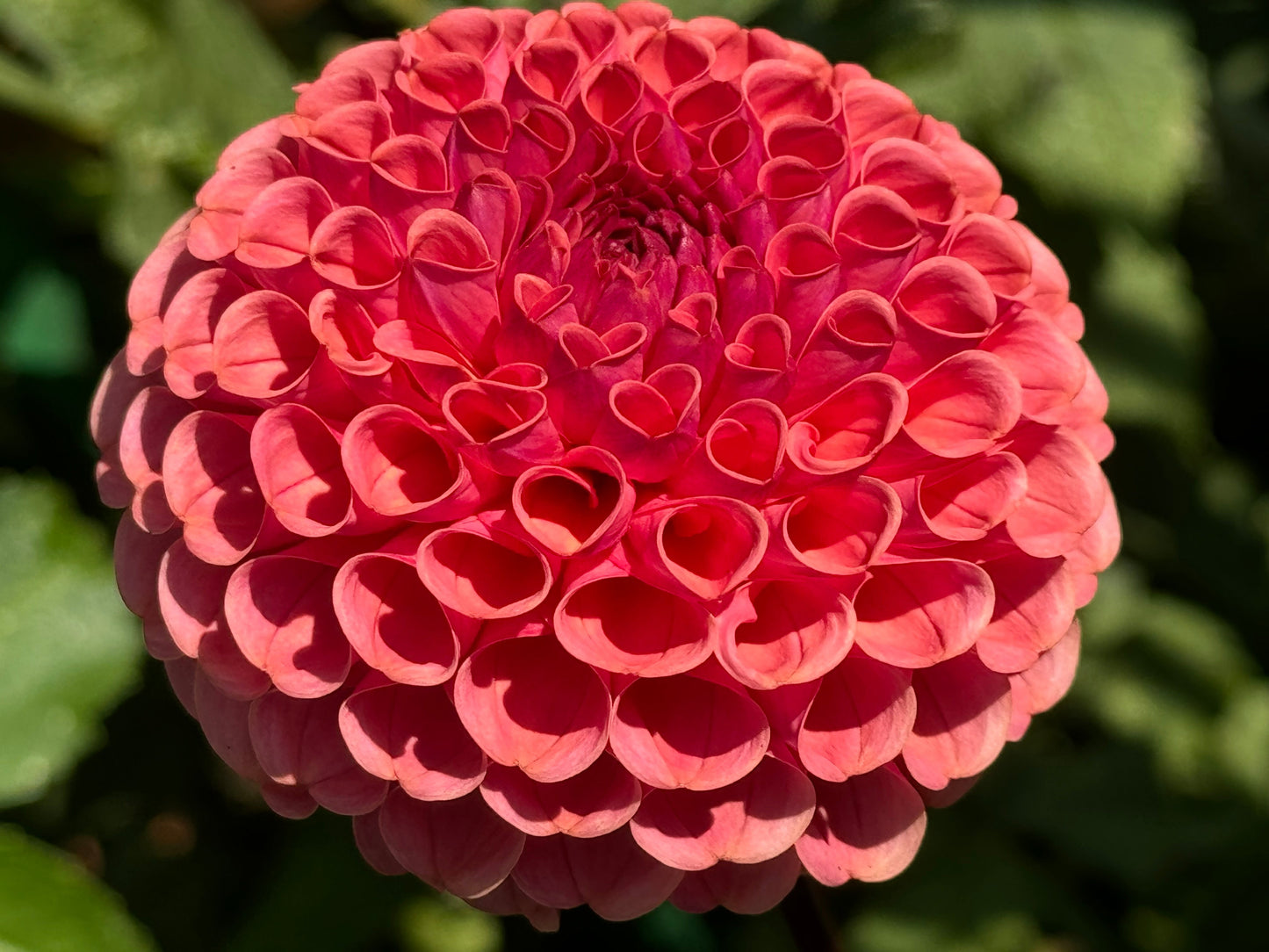 Ferncliff Rusty Dahlia