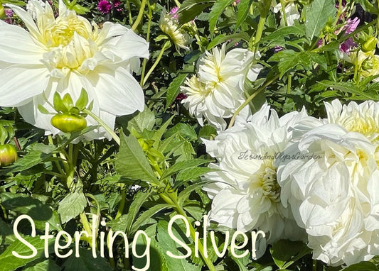 Sterling Silver Dahlia