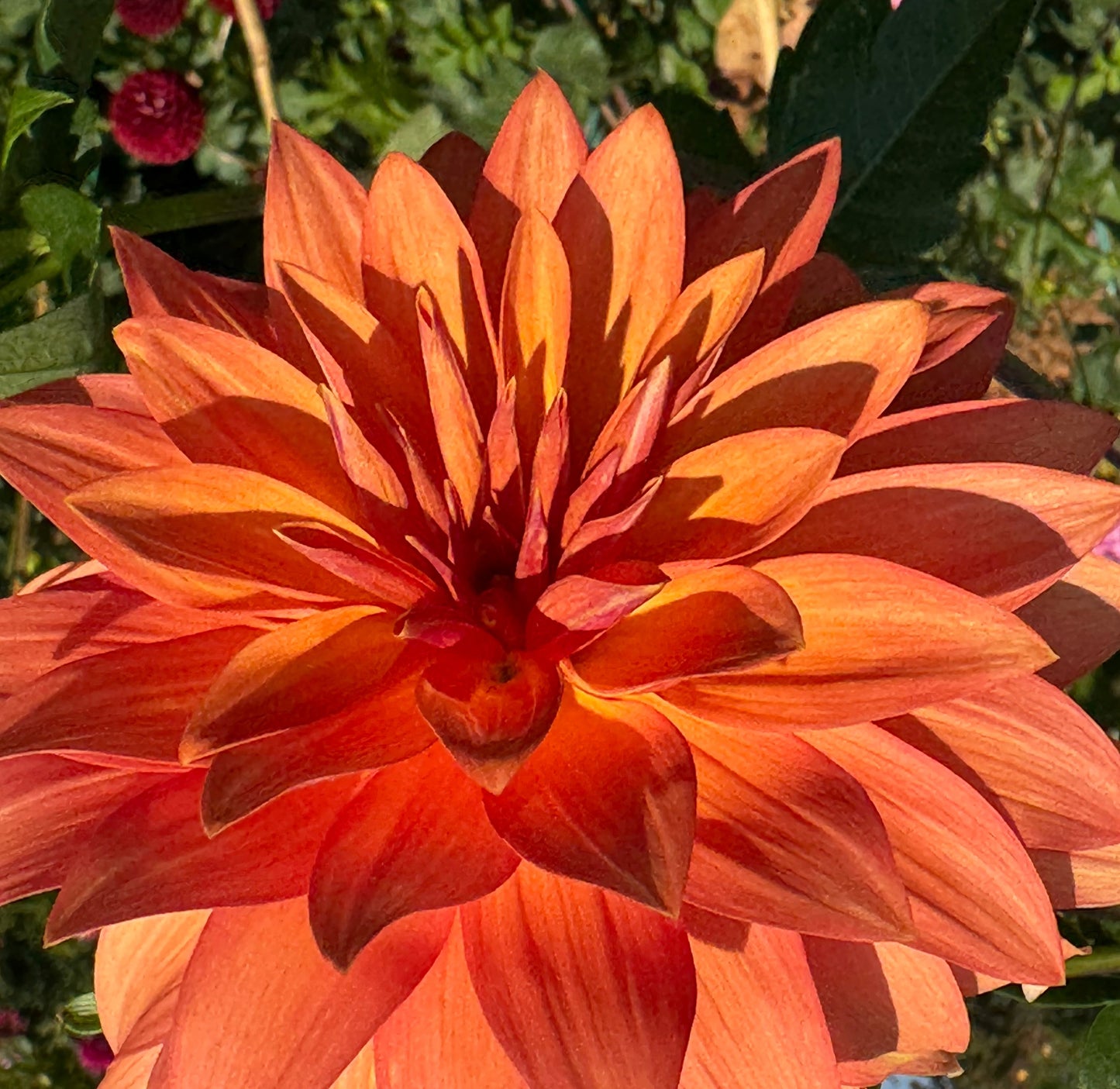 Bloomquist Orion Dahlia