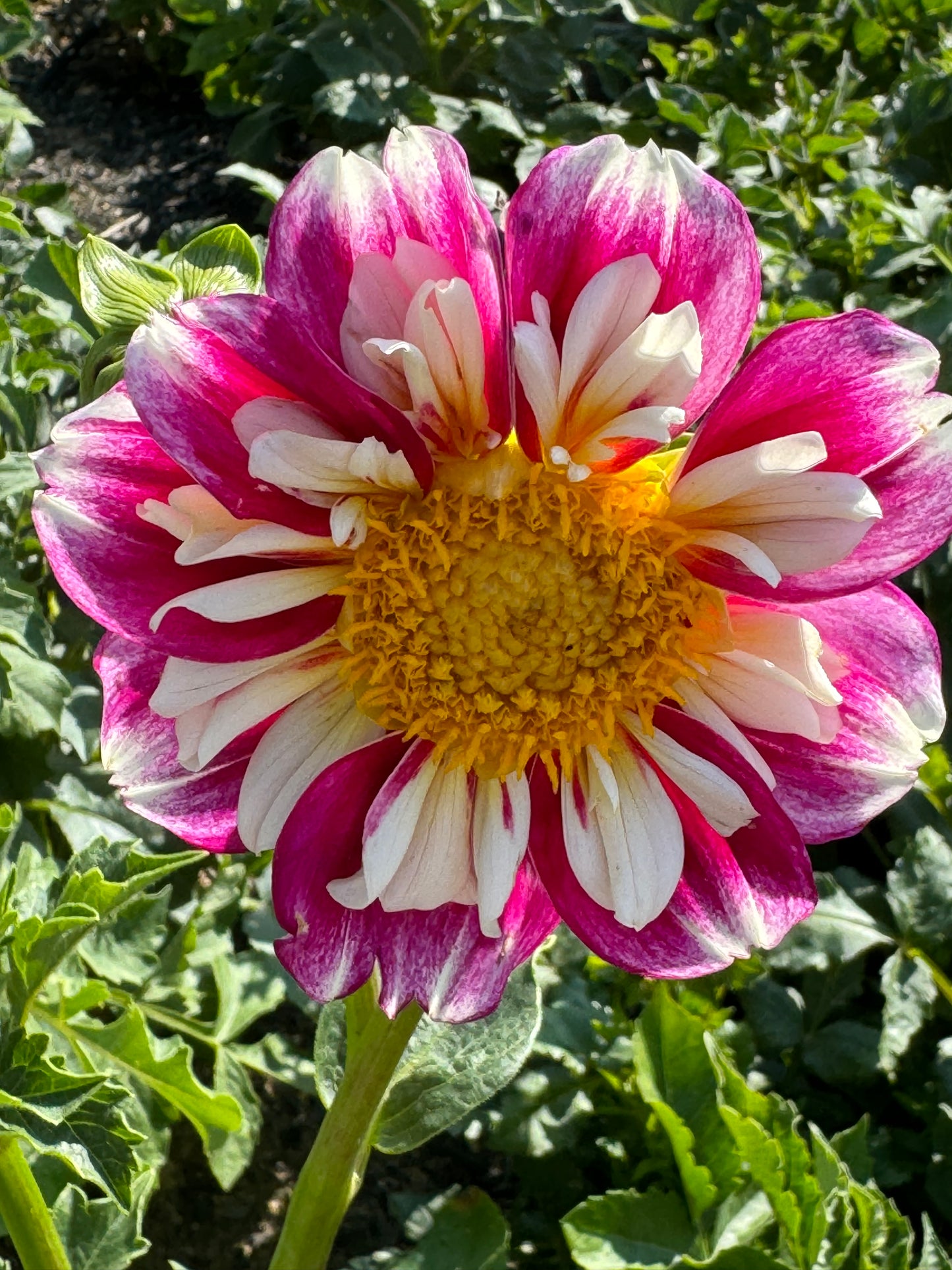 Bumble Rumble Dahlia