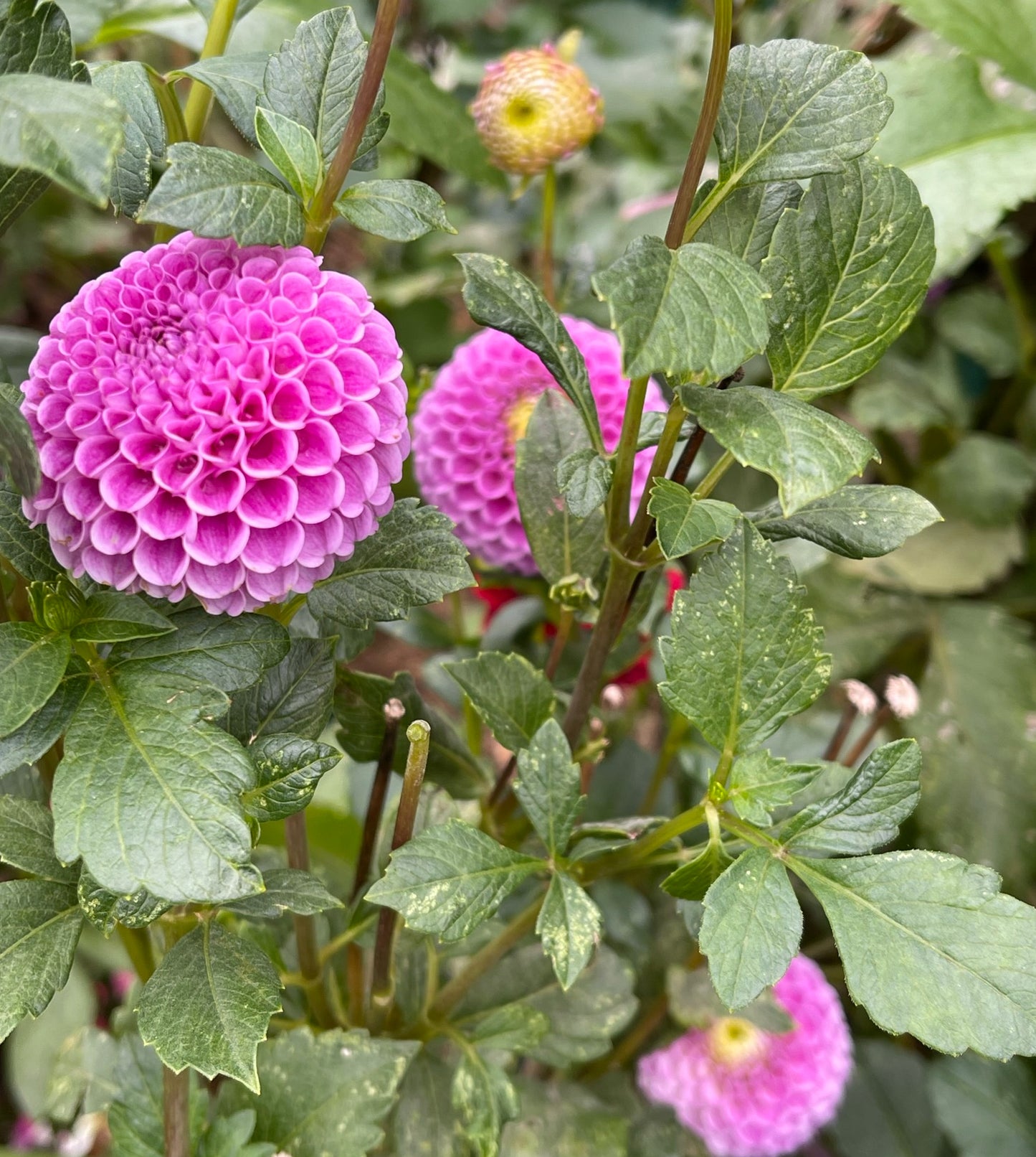 Stolze Von Berlin Dahlia