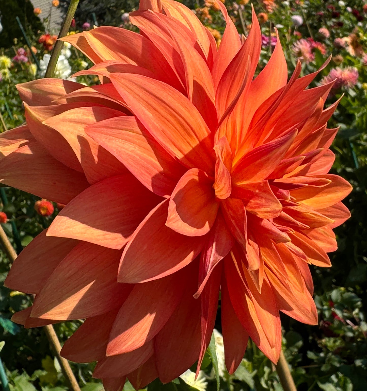 Bloomquist Orion Dahlia