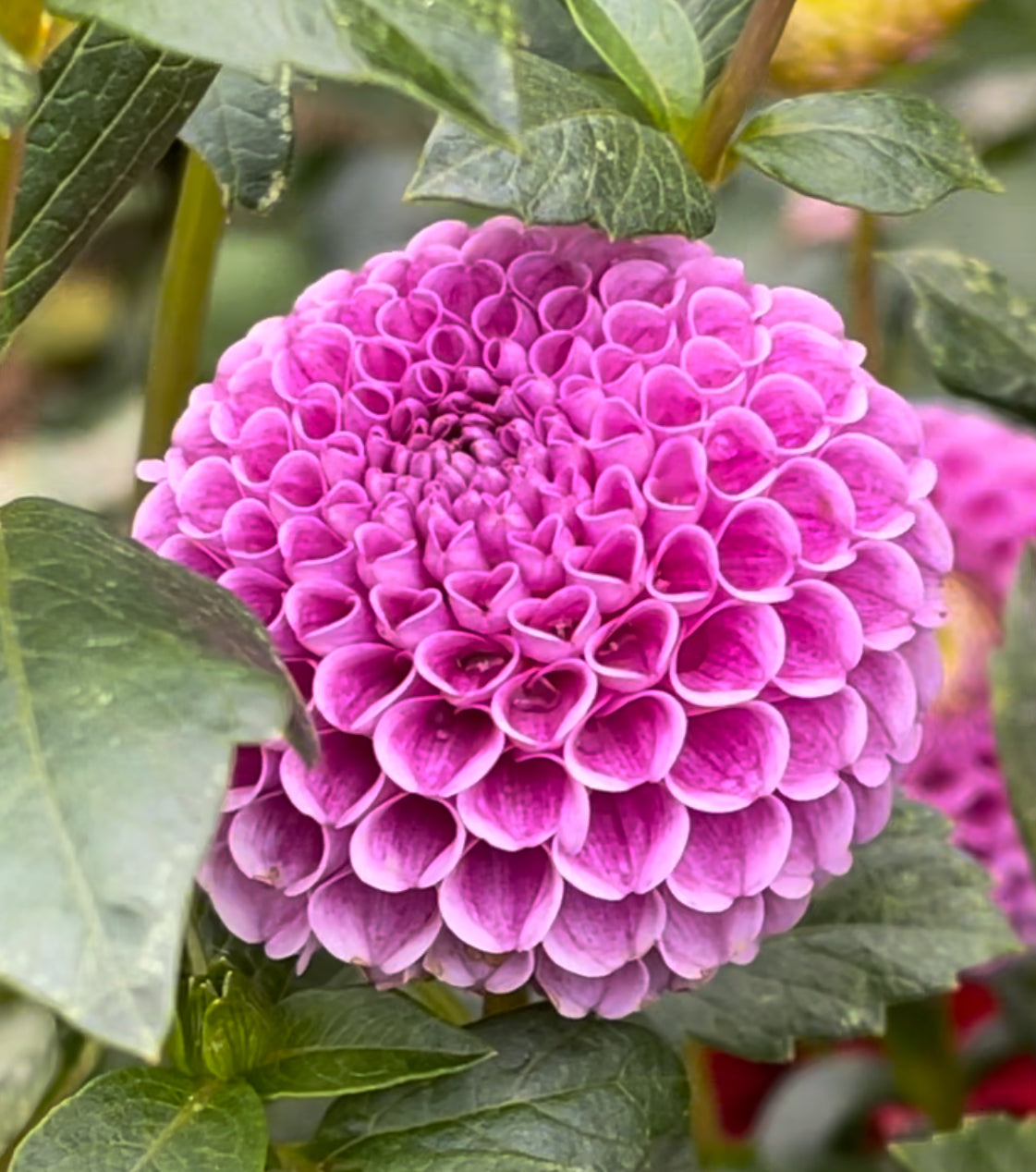 Stolze Von Berlin Dahlia