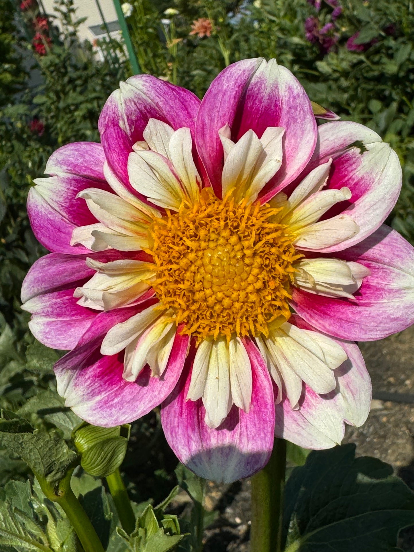 Bumble Rumble Dahlia