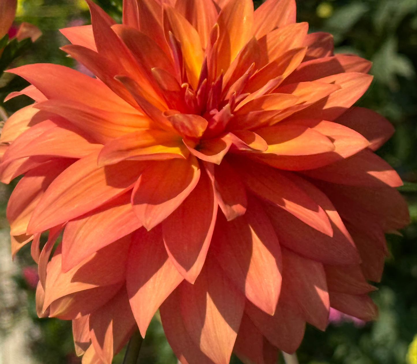 Bloomquist Orion Dahlia