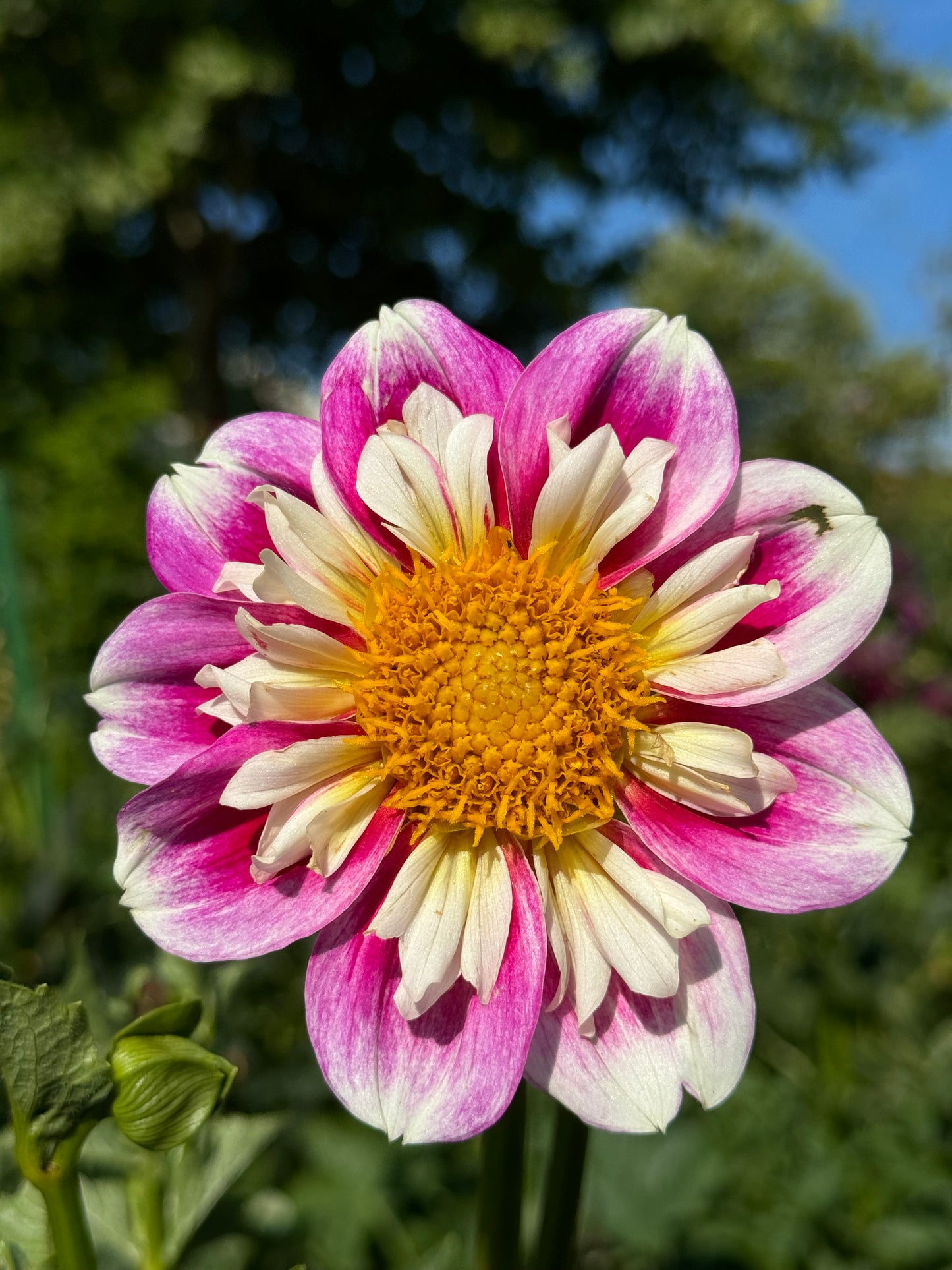 Bumble Rumble Dahlia