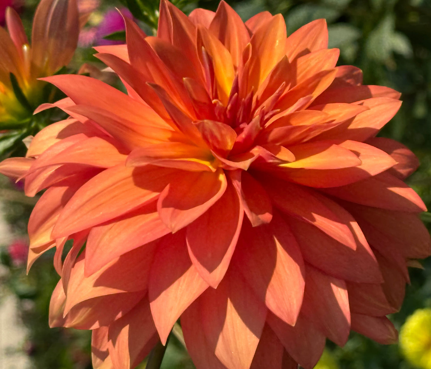 Bloomquist Orion Dahlia