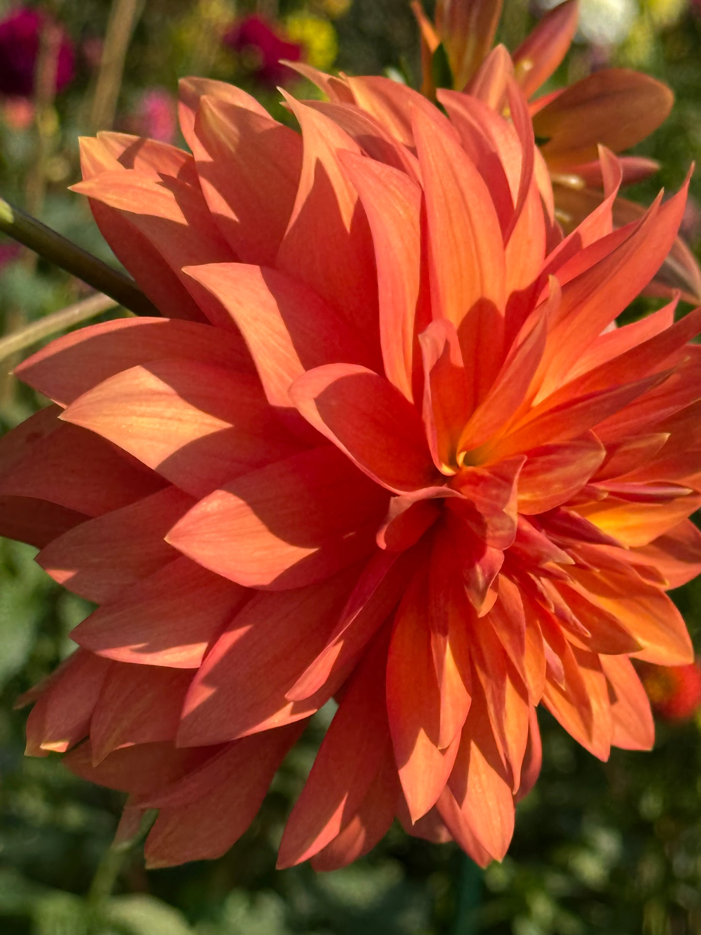 Bloomquist Orion Dahlia