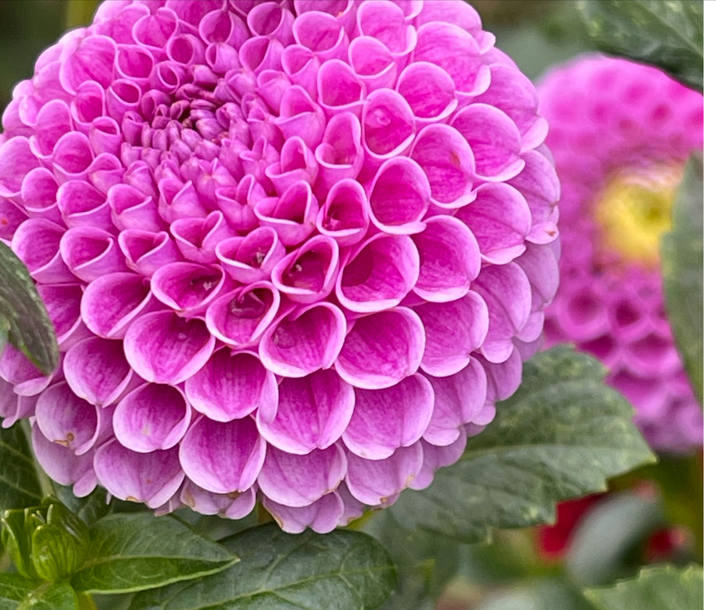 Stolze Von Berlin Dahlia