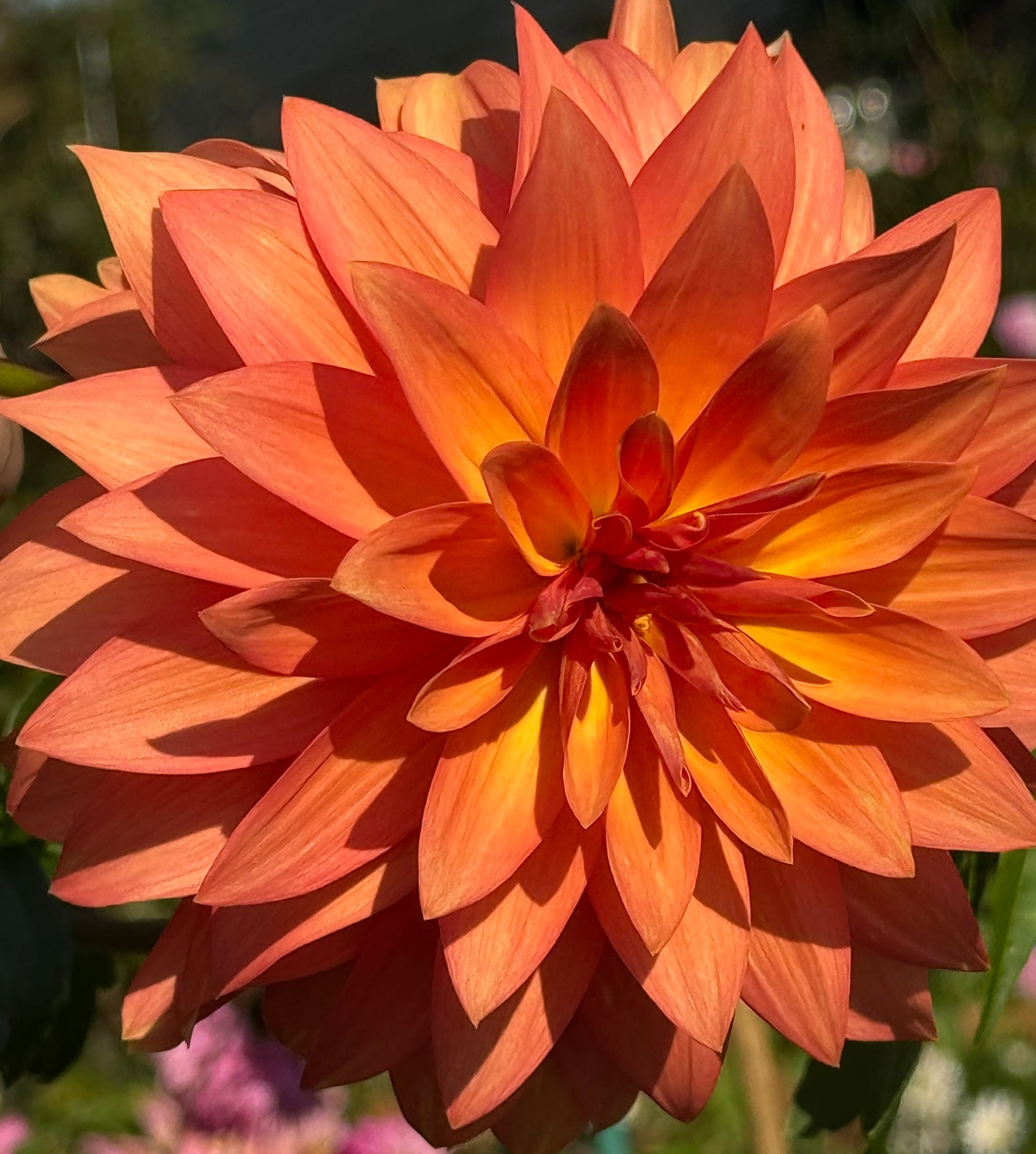 Bloomquist Orion Dahlia