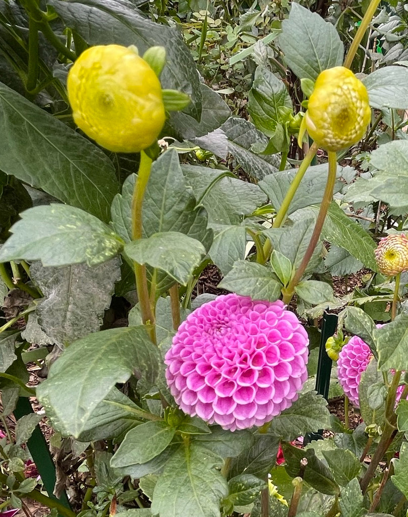 Stolze Von Berlin Dahlia