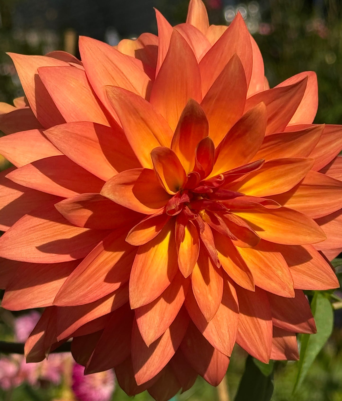 Bloomquist Orion Dahlia