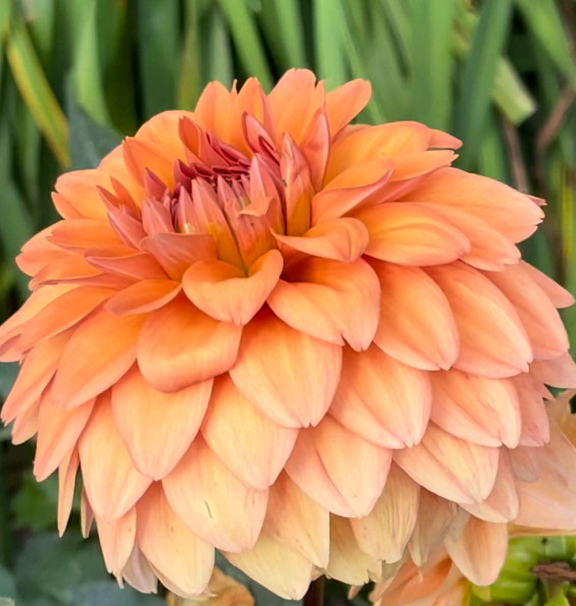 Summer Flame Dahlia