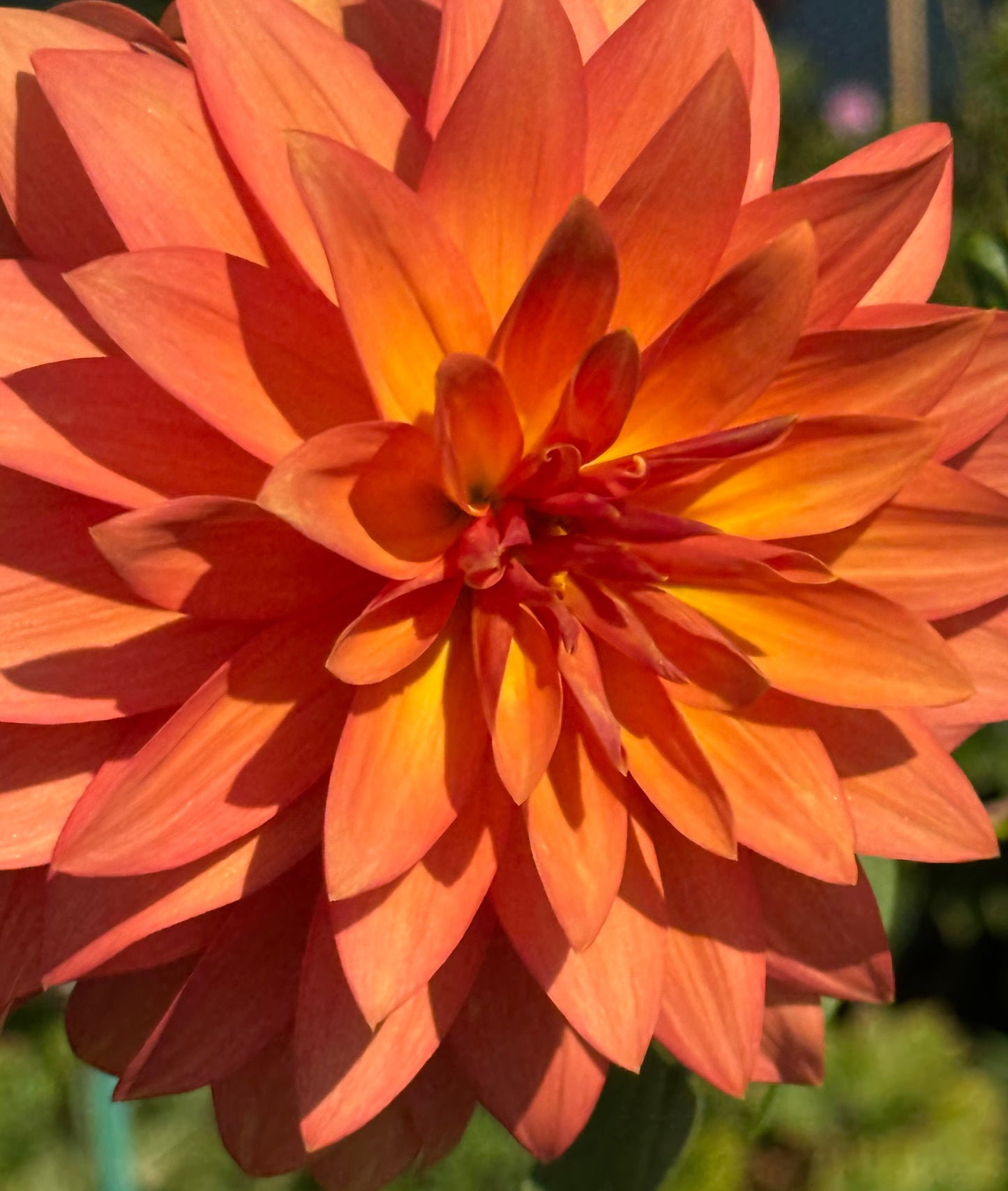 Bloomquist Orion Dahlia