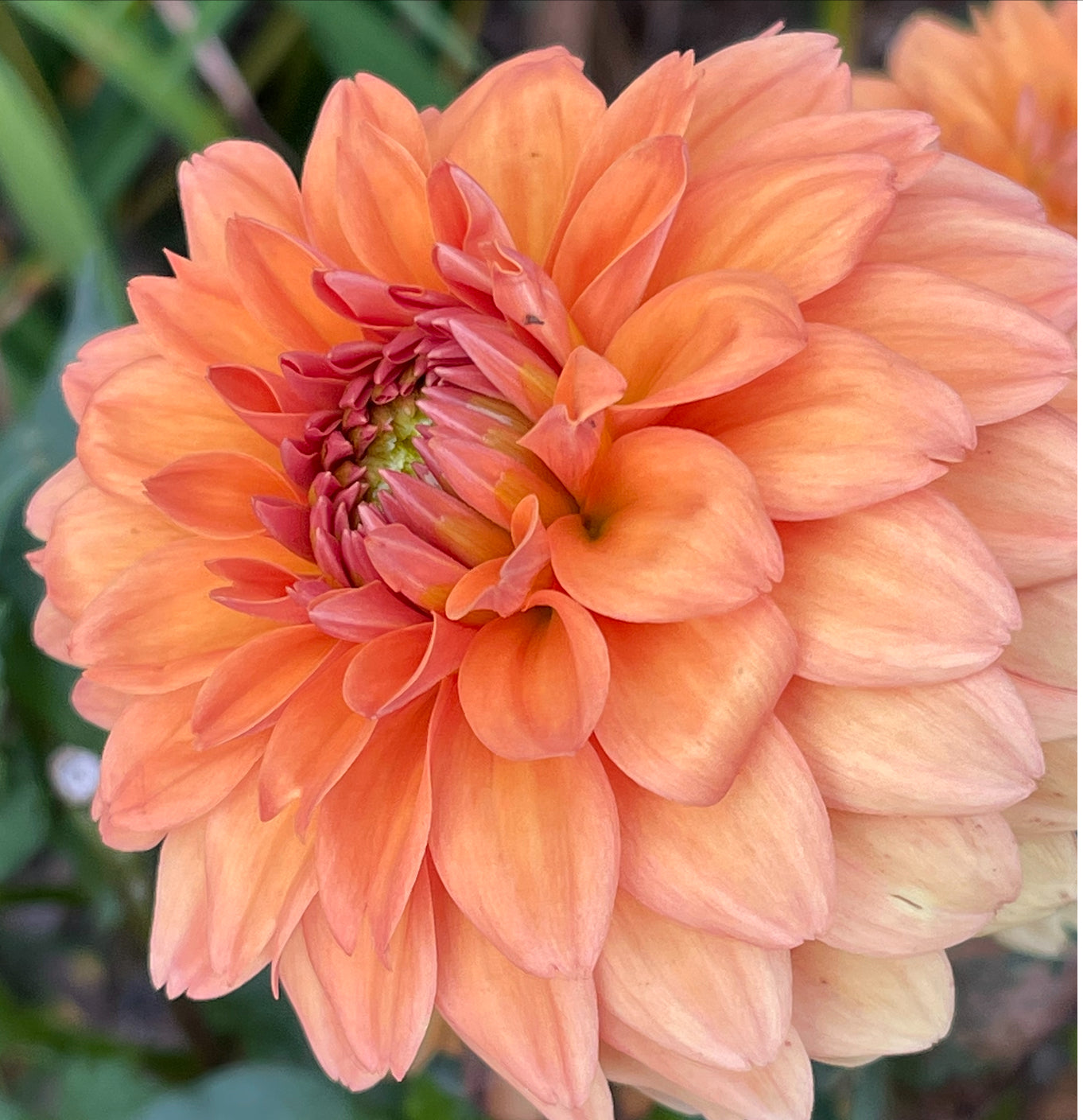 Summer Flame Dahlia