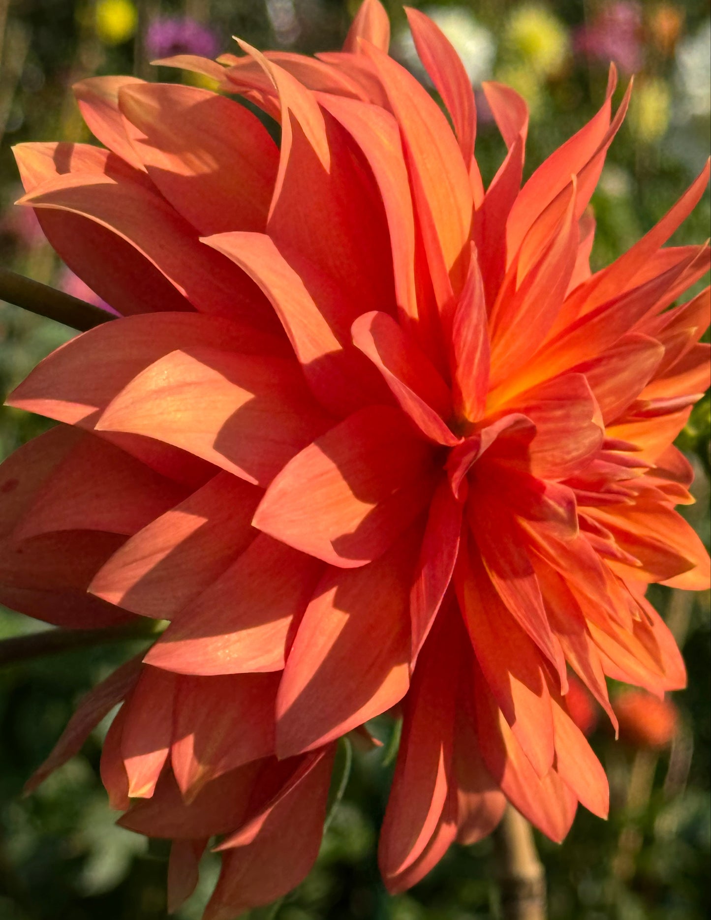 Bloomquist Orion Dahlia