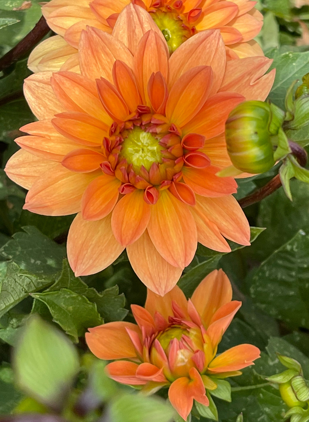 Summer Flame Dahlia