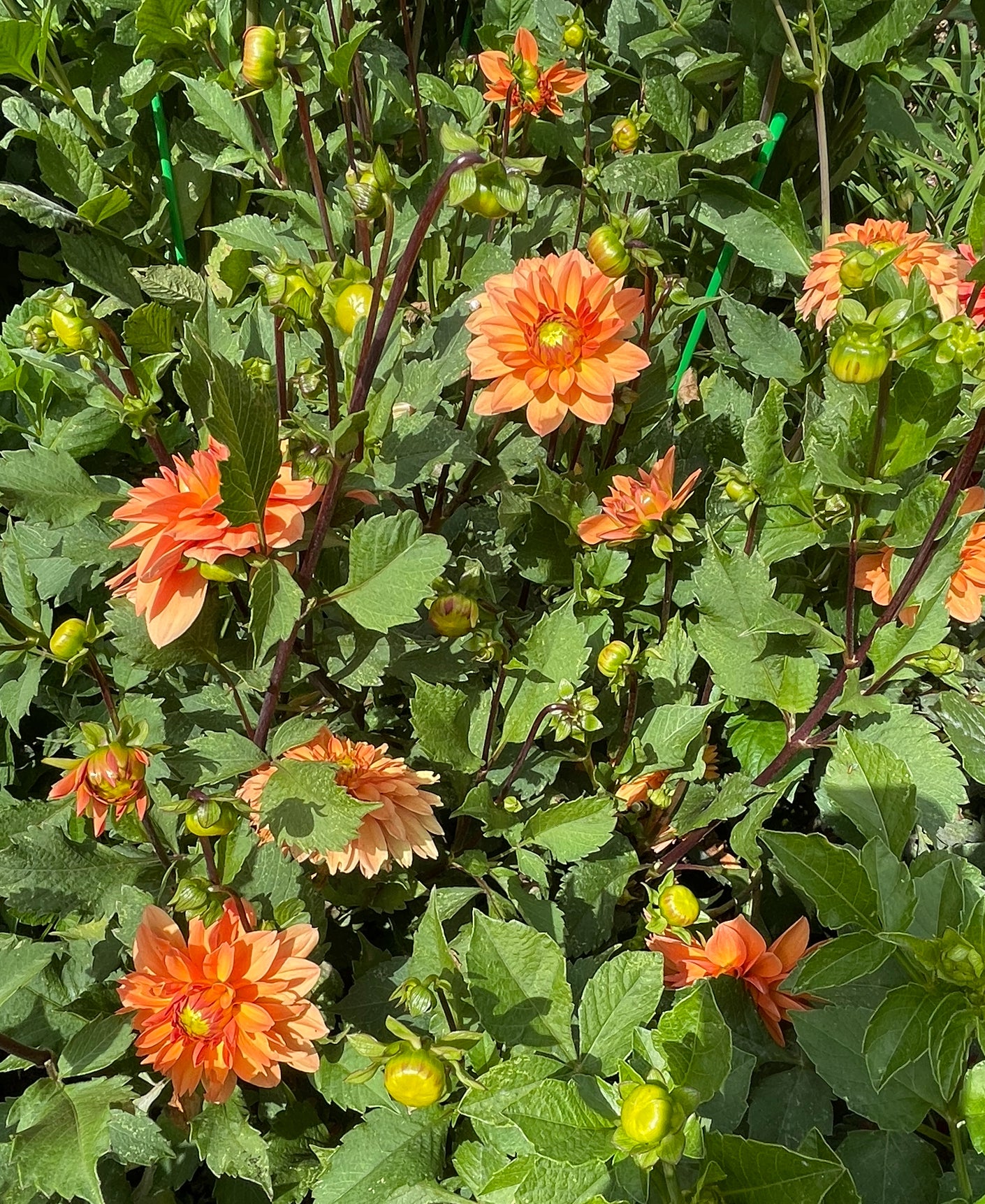 Summer Flame Dahlia