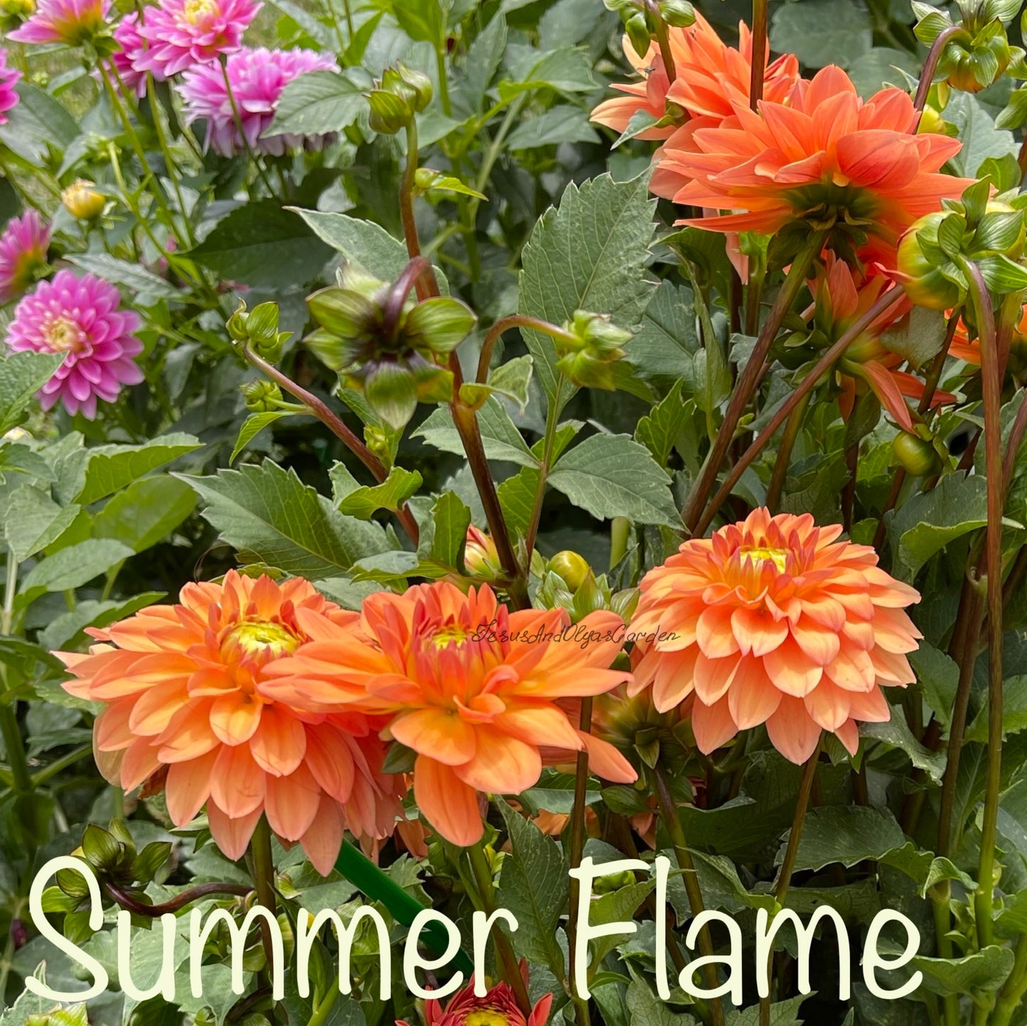 Summer Flame Dahlia