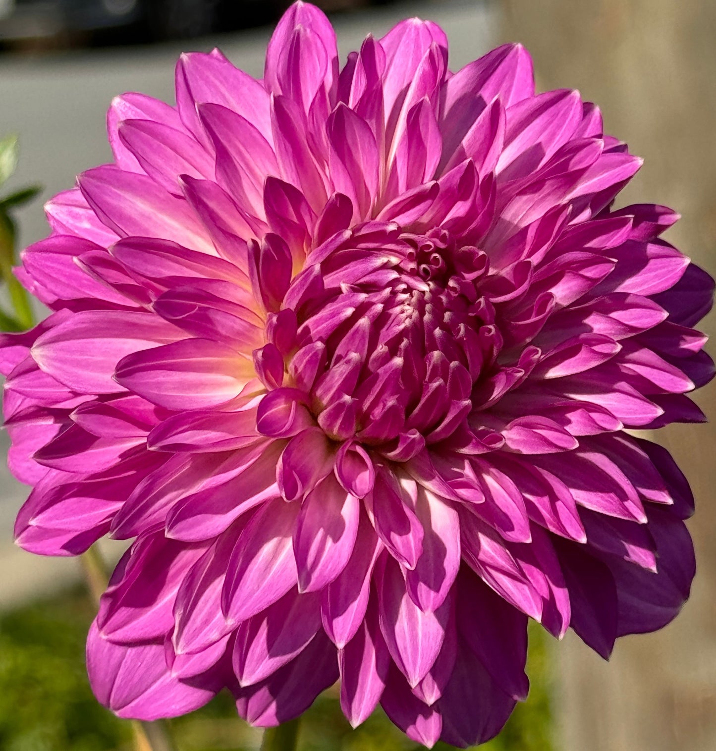 Bloomquist Clear Delight Dahlia