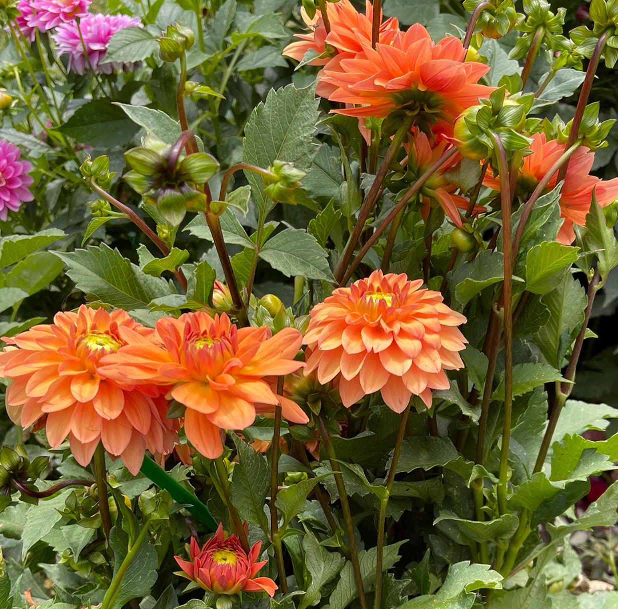 Summer Flame Dahlia