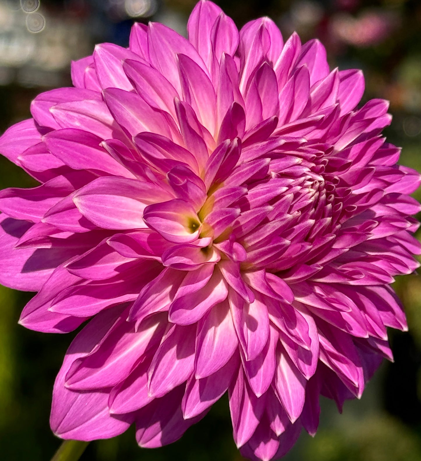 Bloomquist Clear Delight Dahlia