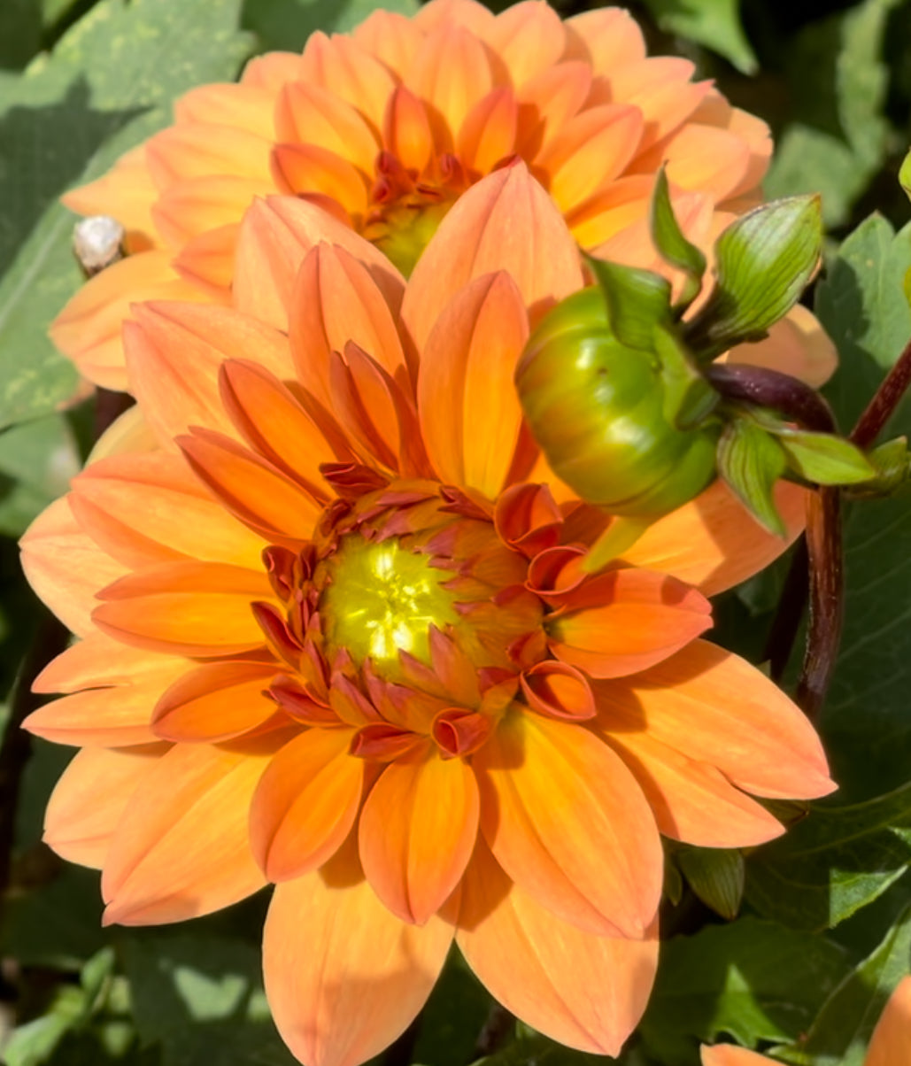 Summer Flame Dahlia