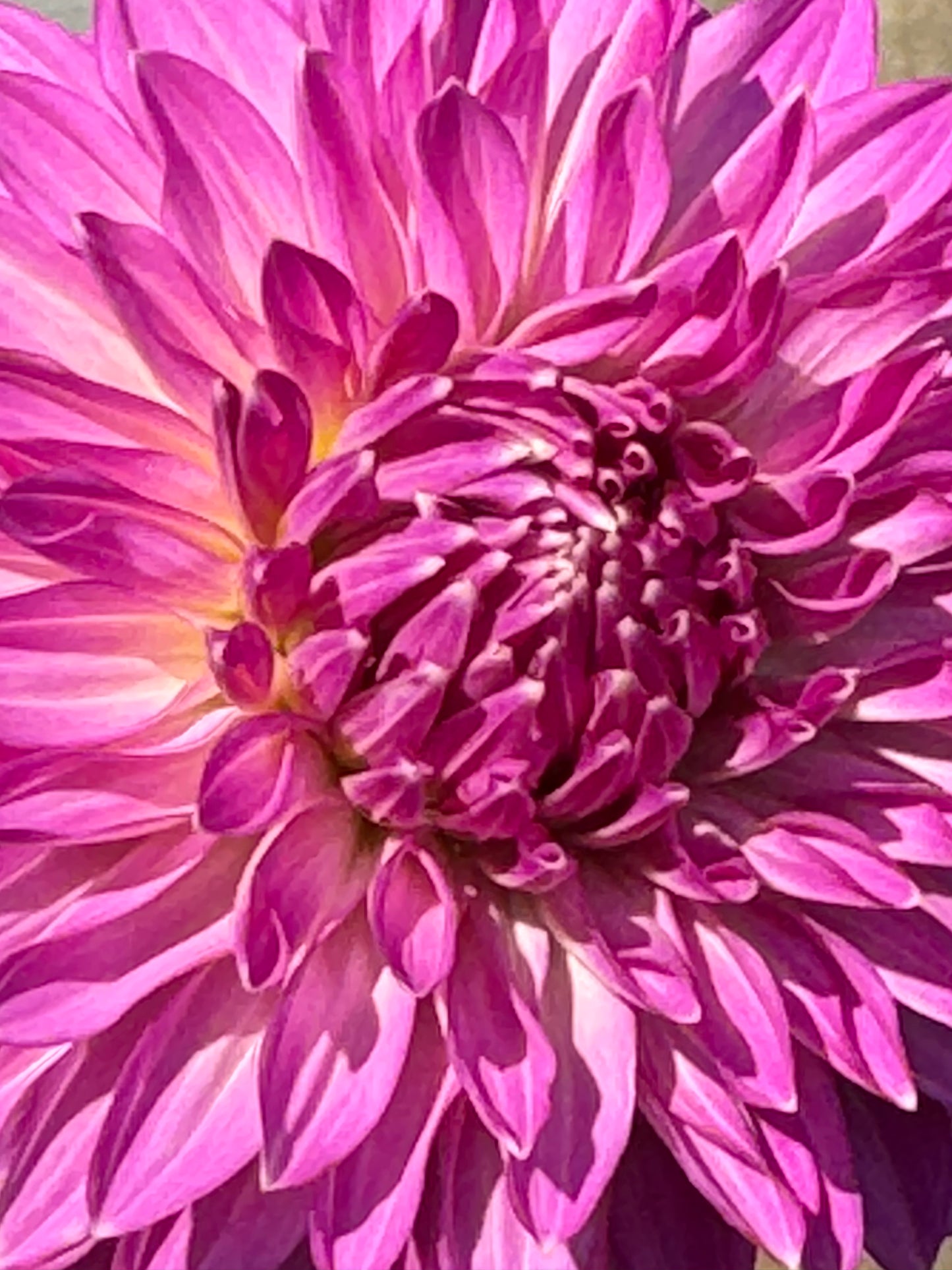 Bloomquist Clear Delight Dahlia