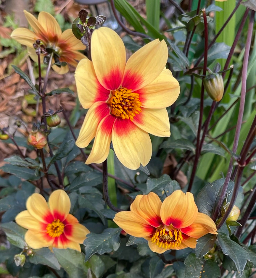 Sunshine Dahlia