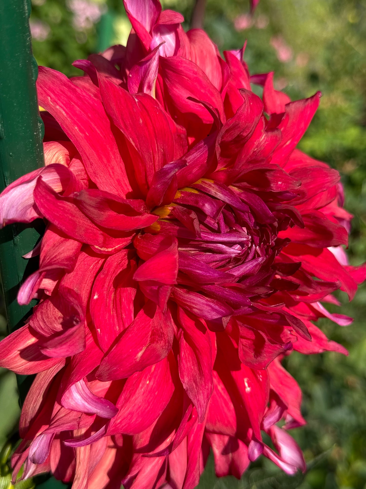 Holly Huston Dahlia