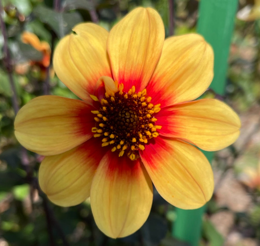 Sunshine Dahlia