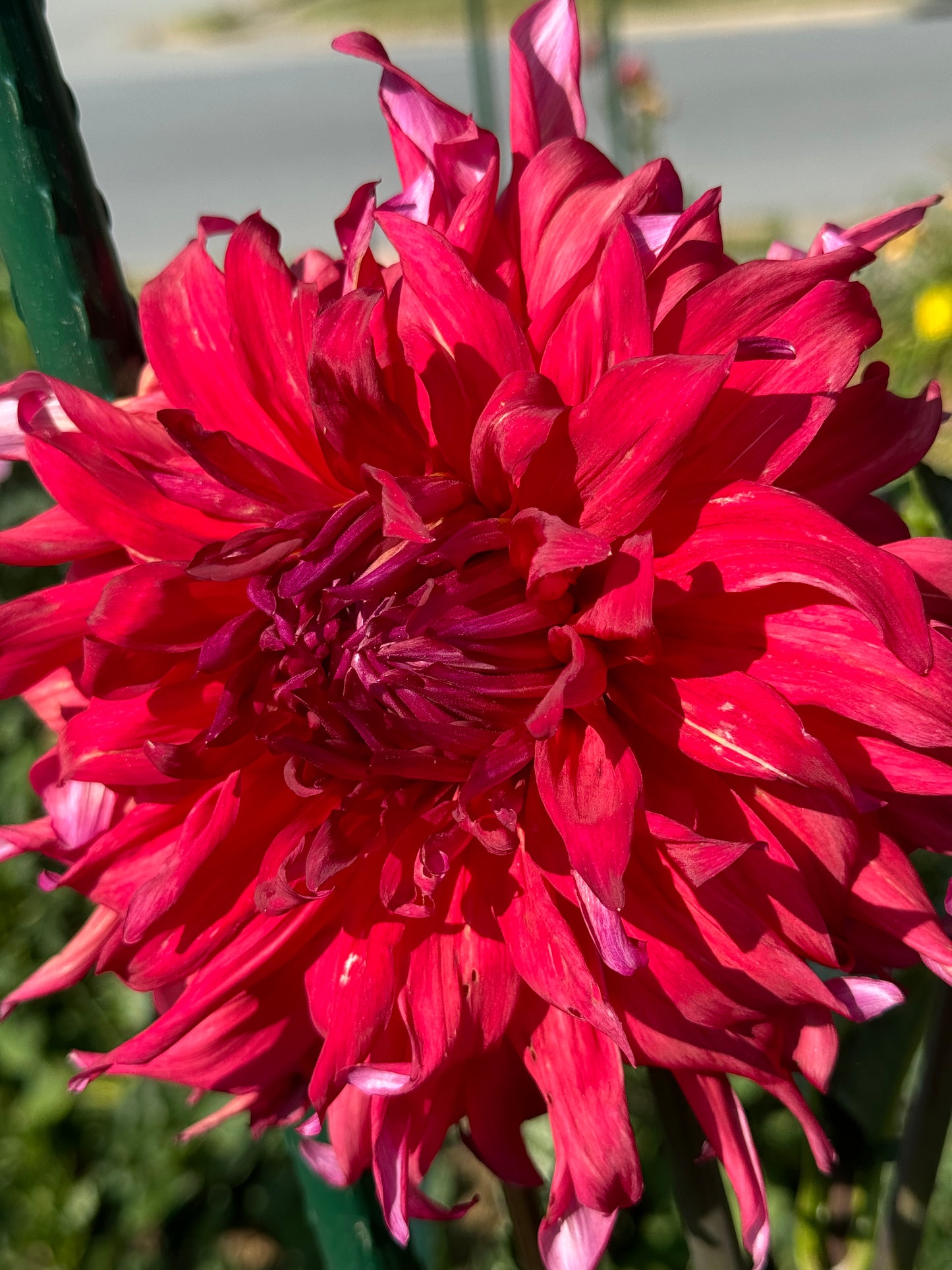 Holly Huston Dahlia