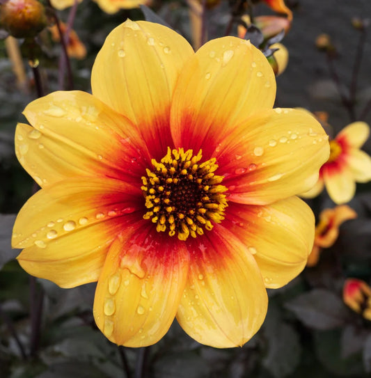 Sunshine Dahlia