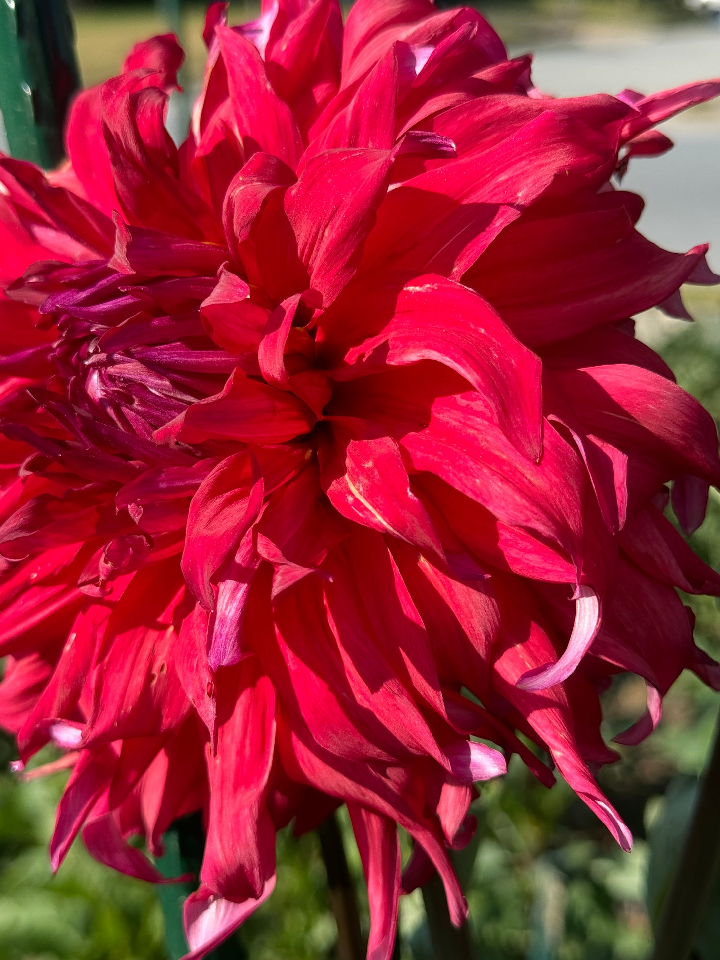 Holly Huston Dahlia