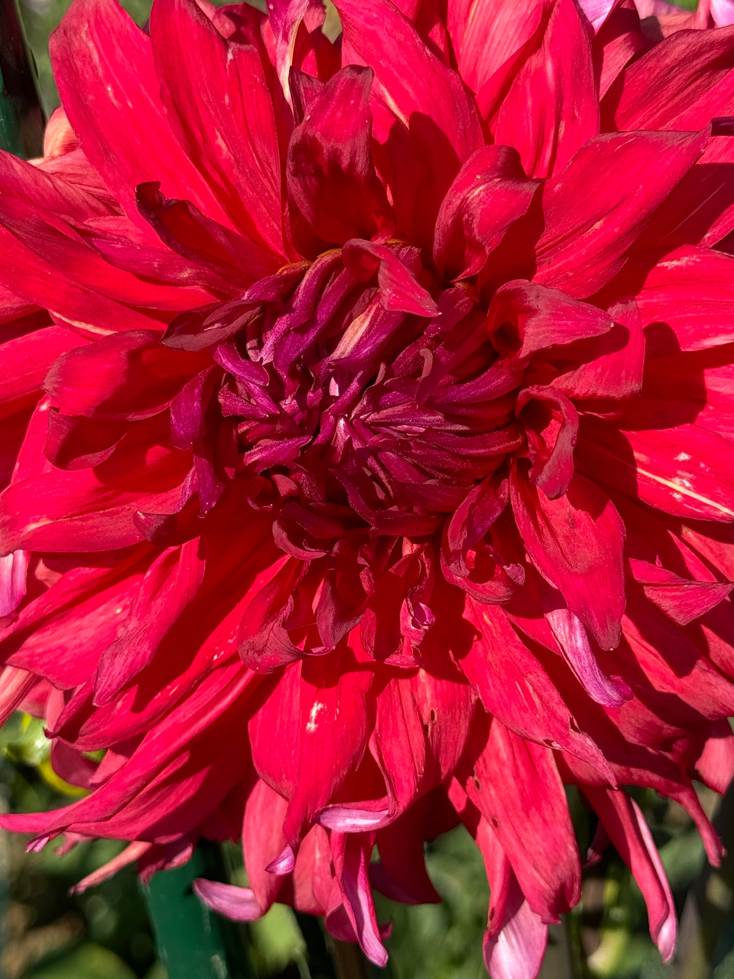 Holly Huston Dahlia