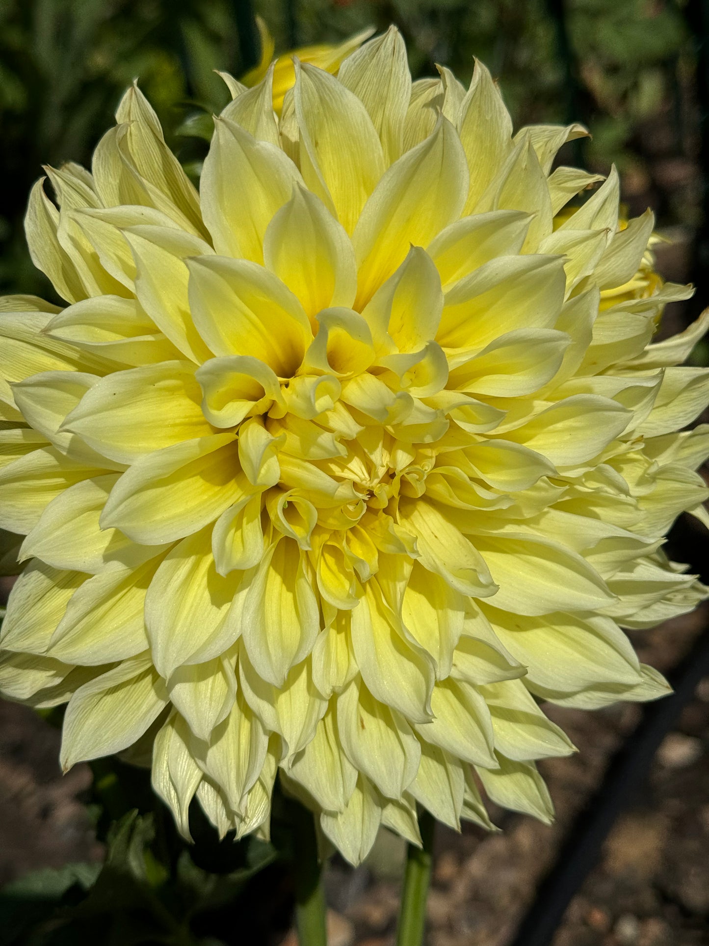 Scotty K. Dahlia