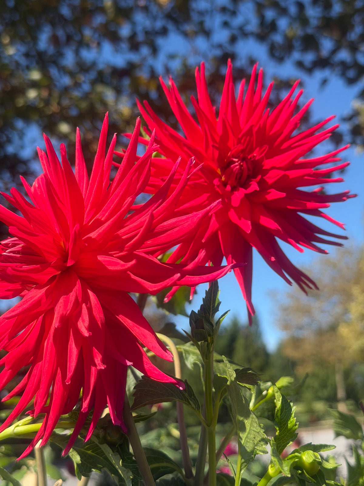 AC Riley Dahlia