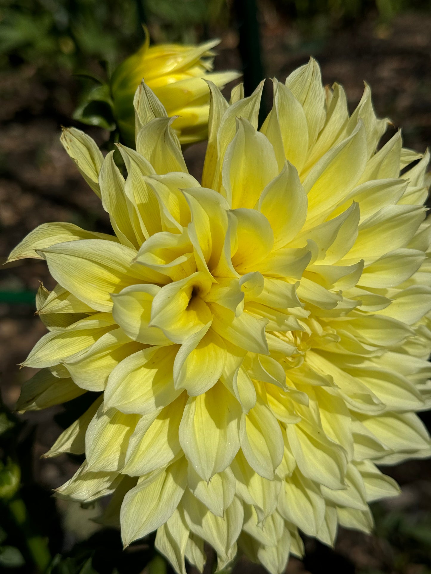 Scotty K. Dahlia