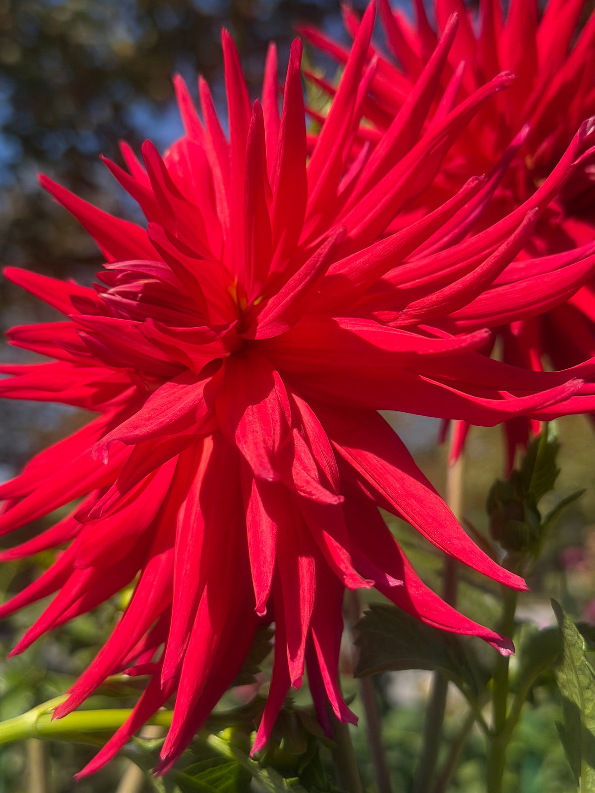 AC Riley Dahlia