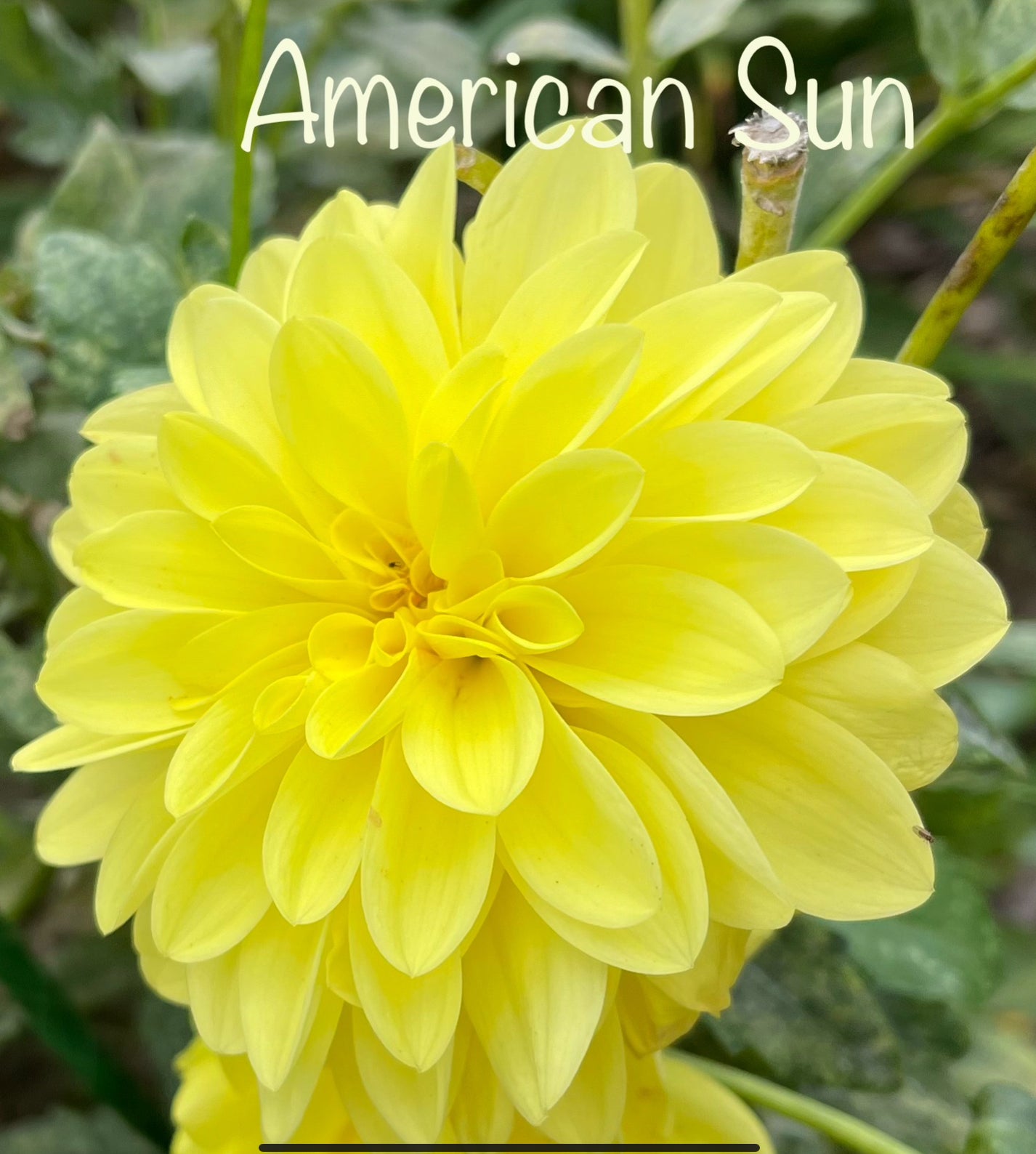 American Sun Dahlia